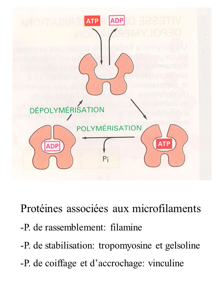 Protéines associées aux microfilaments