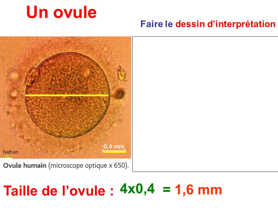 Un ovule 4x0,4 = 1,6 mm Taille de l’ovule :