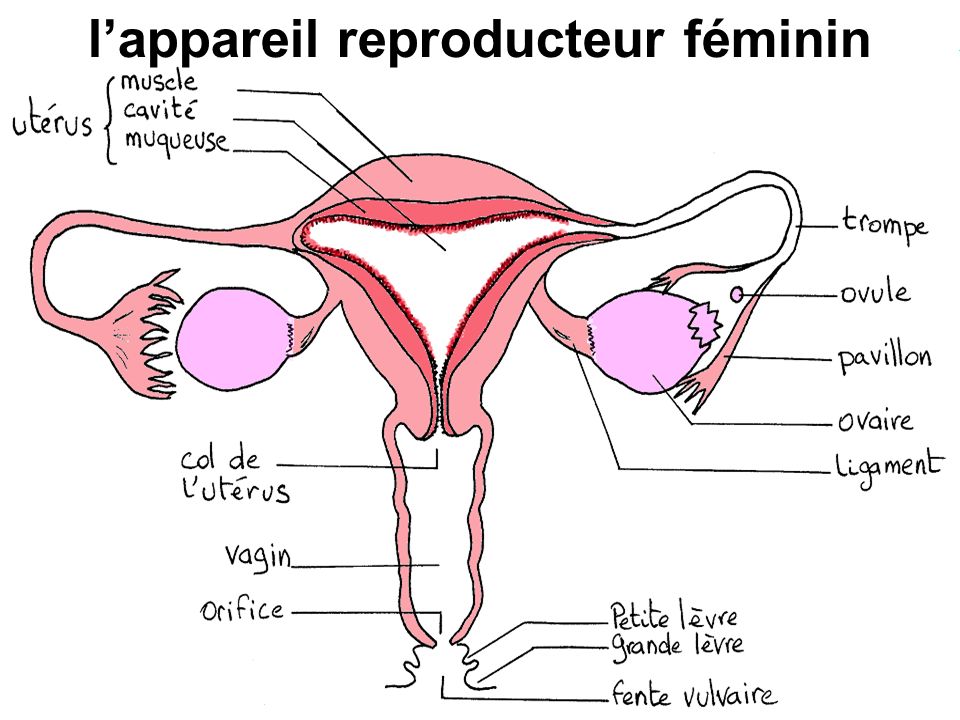 l’appareil reproducteur féminin