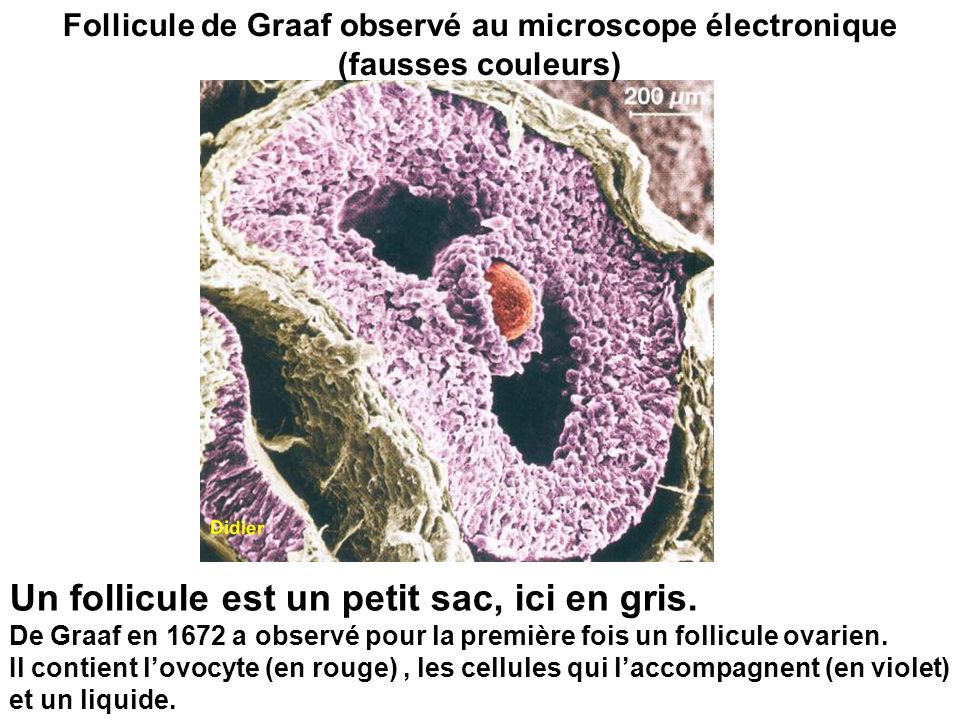 Follicule de Graaf observé au microscope électronique