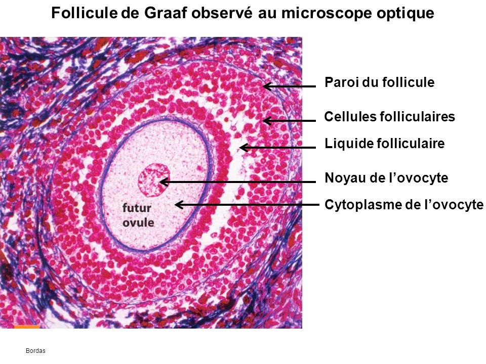 Follicule de Graaf observé au microscope optique