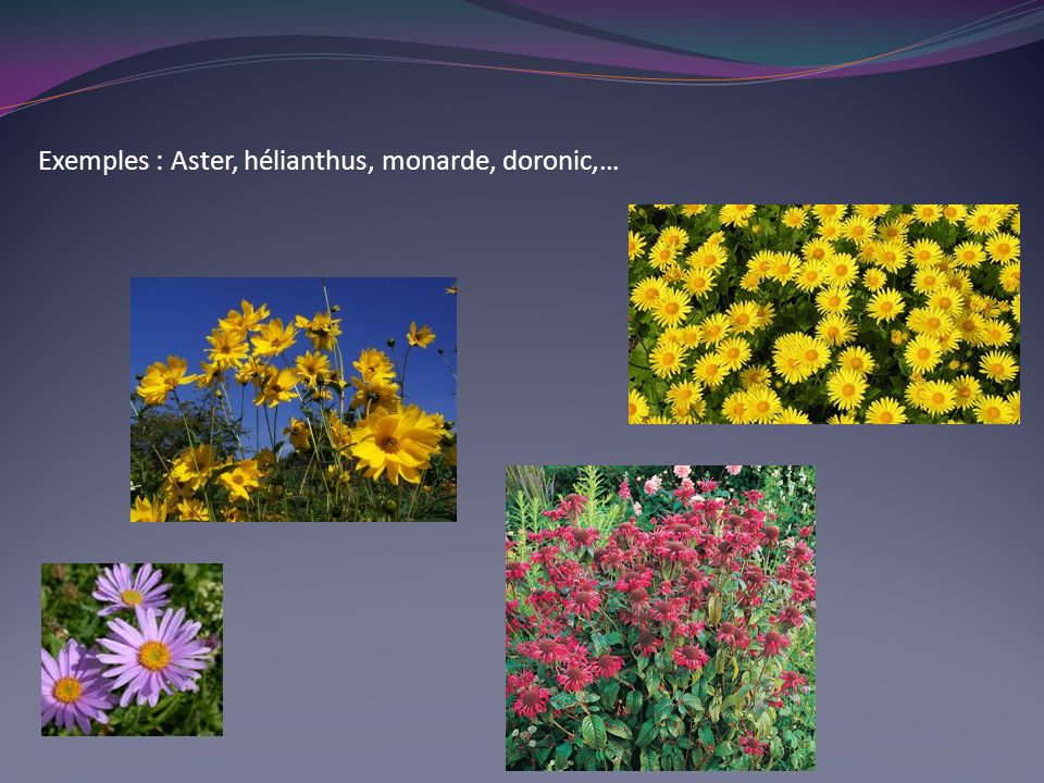 Exemples : Aster, hélianthus, monarde, doronic,…