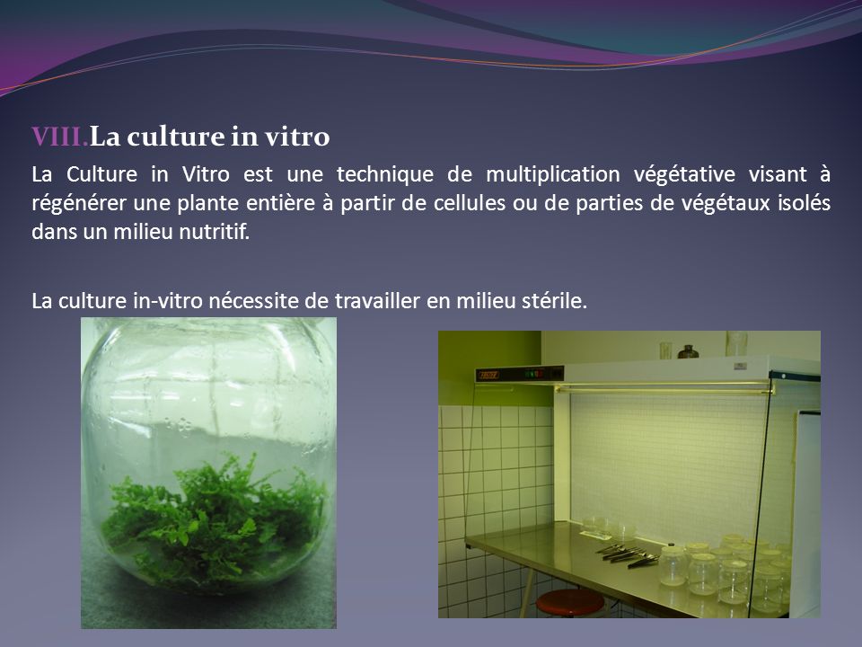 La culture in vitro