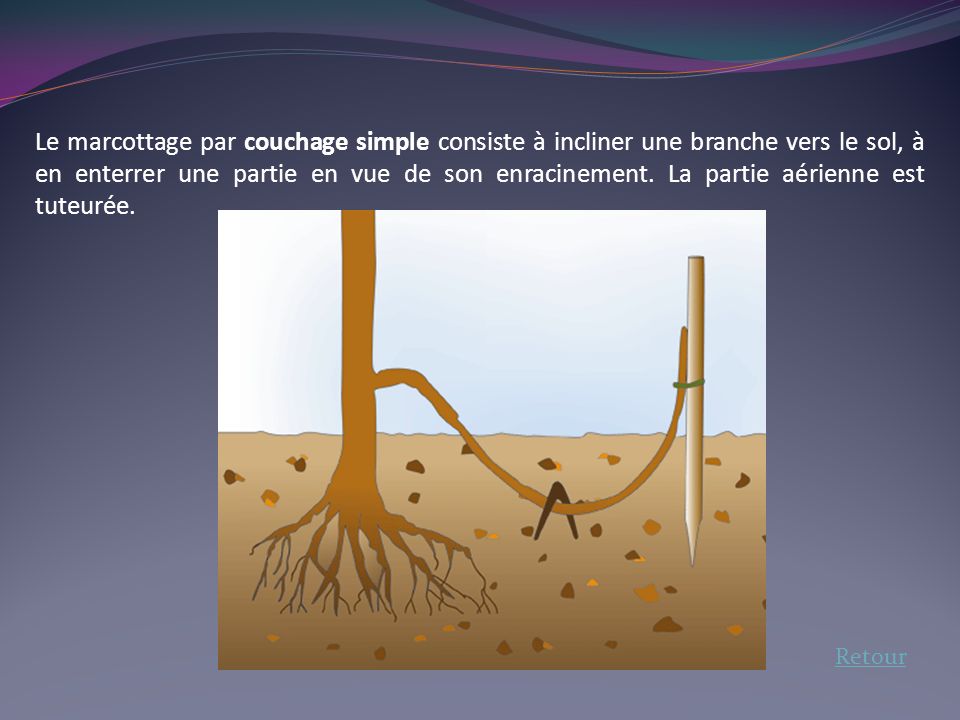 Le marcottage par couchage simple consiste à incliner une branche vers le sol, à en enterrer une partie en vue de son enracinement. La partie aérienne est tuteurée.