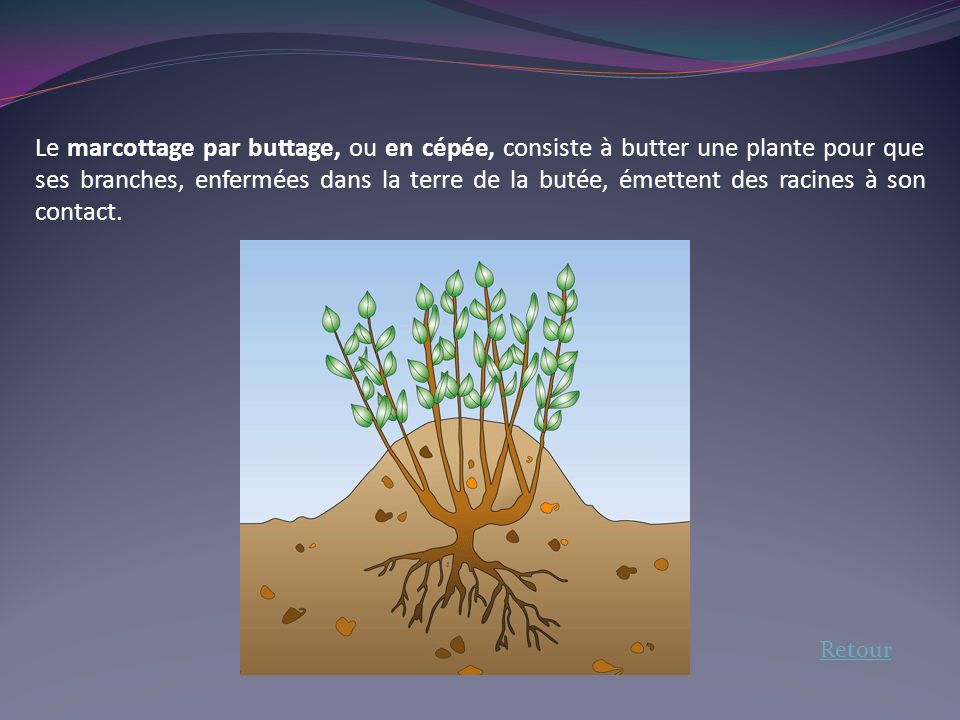 Le marcottage par buttage, ou en cépée, consiste à butter une plante pour que ses branches, enfermées dans la terre de la butée, émettent des racines à son contact.