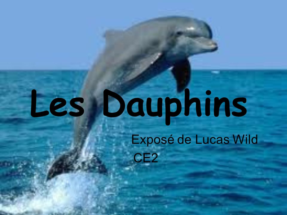 Les Dauphins Exposé de Lucas Wild CE2
