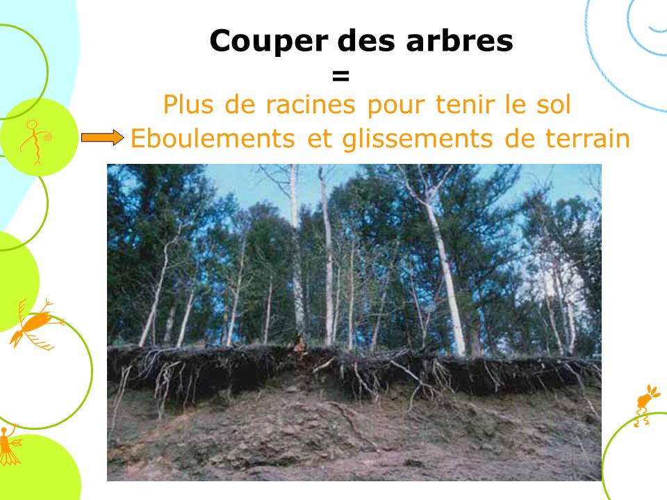 Couper des arbres = Plus de racines pour tenir le sol