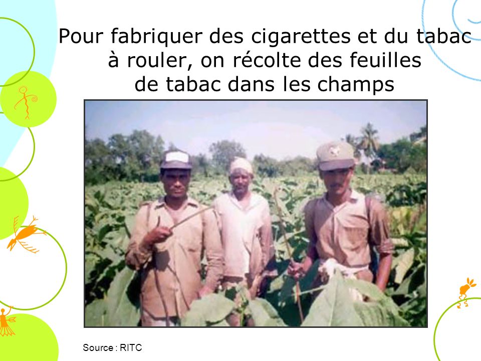 Pour fabriquer des cigarettes et du tabac à rouler, on récolte des feuilles de tabac dans les champs