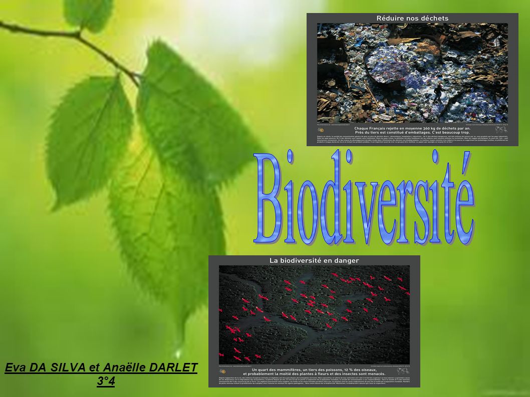 Biodiversité Eva DA SILVA et Anaëlle DARLET 3°4 1