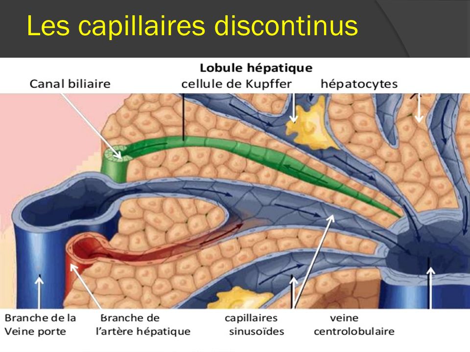 Les capillaires discontinus