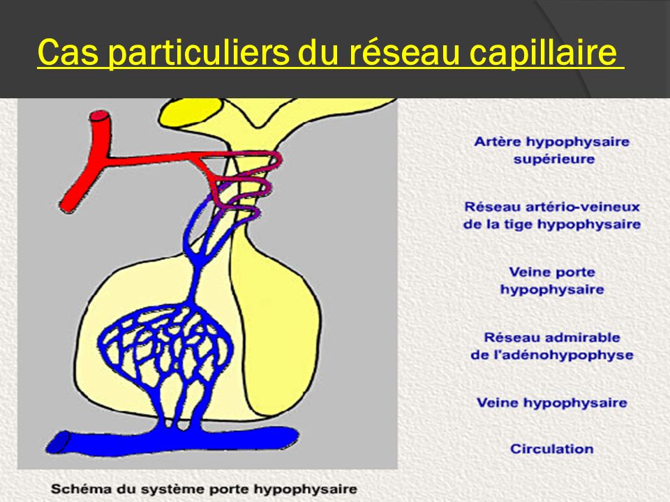 Cas particuliers du réseau capillaire