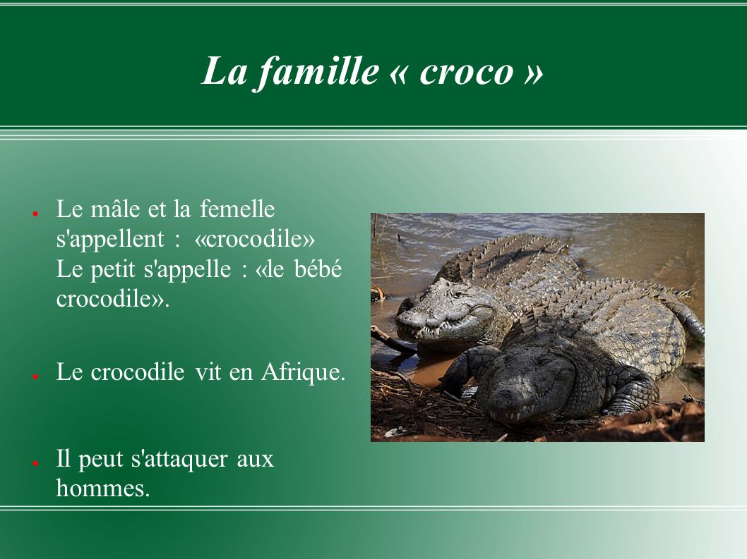 La famille « croco » Le mâle et la femelle s appellent : «crocodile» Le petit s appelle : «le bébé crocodile».
