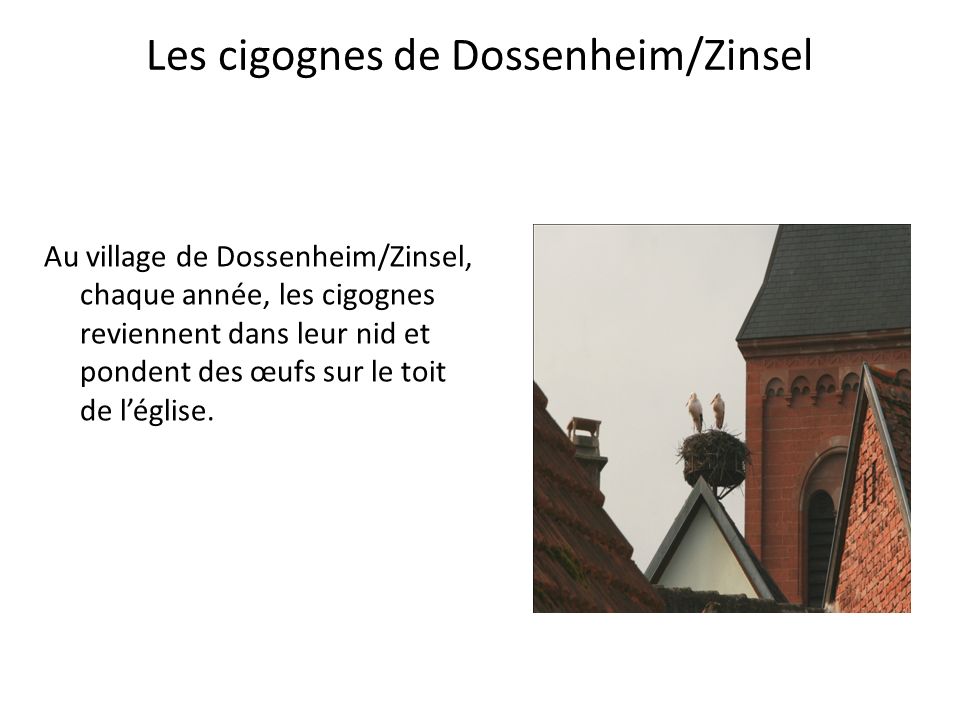 Les cigognes de Dossenheim/Zinsel