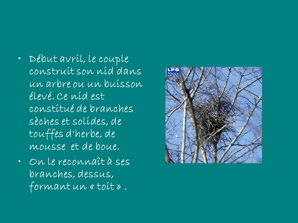 Début avril, le couple construit son nid dans un arbre ou un buisson élevé. Ce nid est constitué de branches sèches et solides, de touffes d herbe, de mousse et de boue.