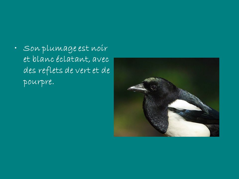 Son plumage est noir et blanc éclatant, avec des reflets de vert et de pourpre.