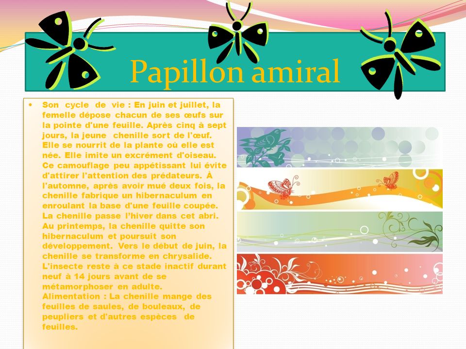 Papillon amiral