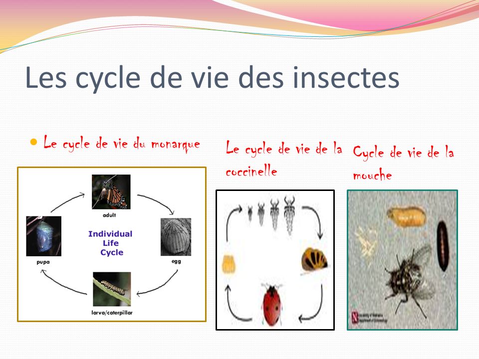 Les cycle de vie des insectes