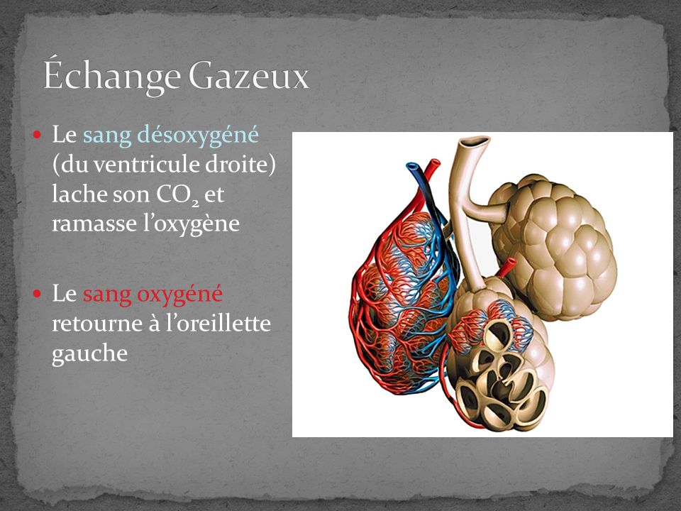 Échange Gazeux Le sang désoxygéné (du ventricule droite) lache son CO2 et ramasse l’oxygène.