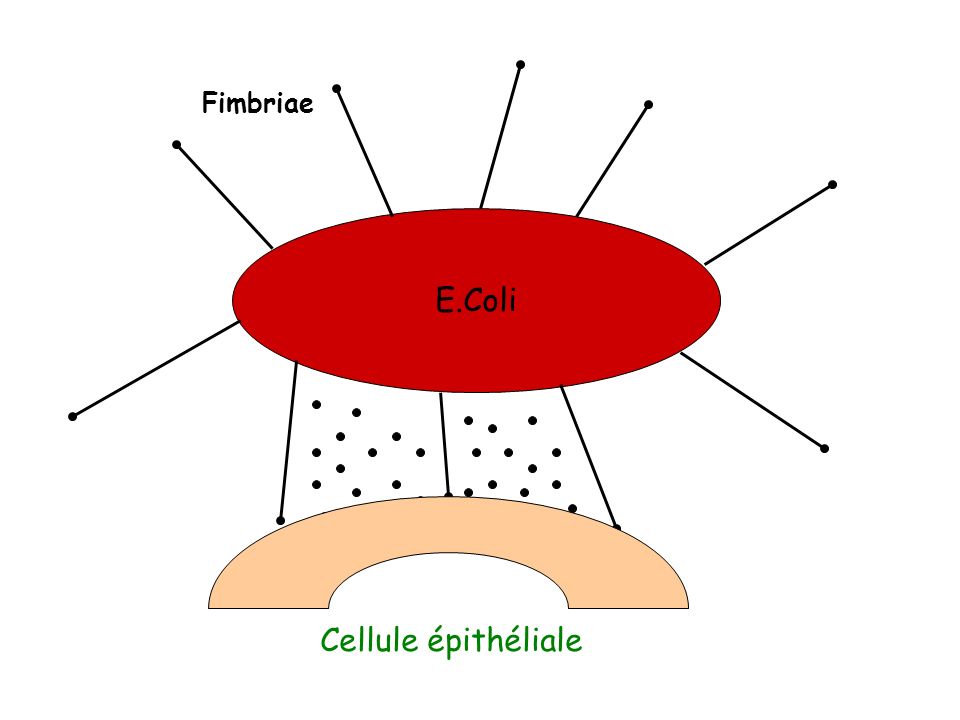 Fimbriae E.Coli Cellule épithéliale