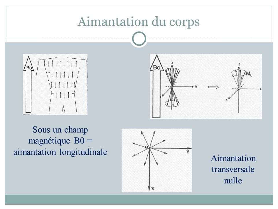 Aimantation du corps Sous un champ magnétique B0 = aimantation longitudinale.