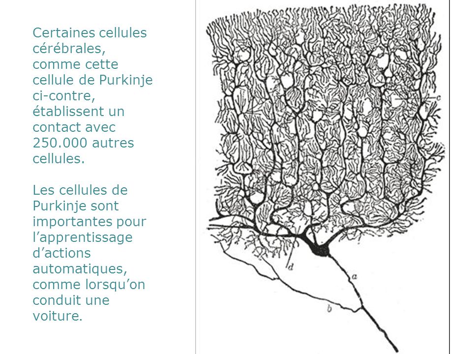 Certaines cellules cérébrales, comme cette cellule de Purkinje ci-contre, établissent un contact avec autres cellules.
