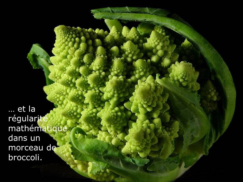 … et la régularité mathématique dans un morceau de broccoli.