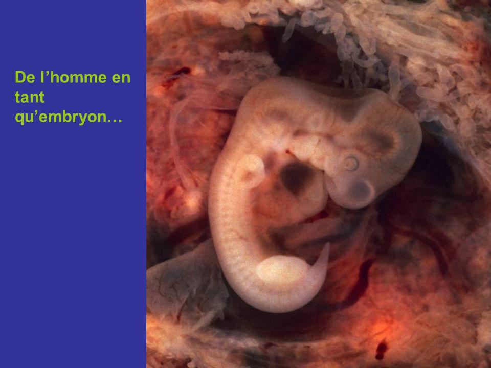 De l’homme en tant qu’embryon…