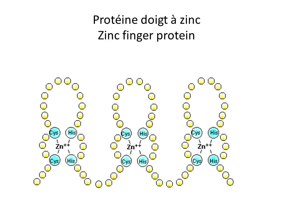 Protéine doigt à zinc Zinc finger protein