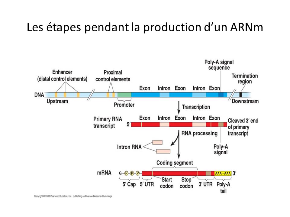 Les étapes pendant la production d’un ARNm