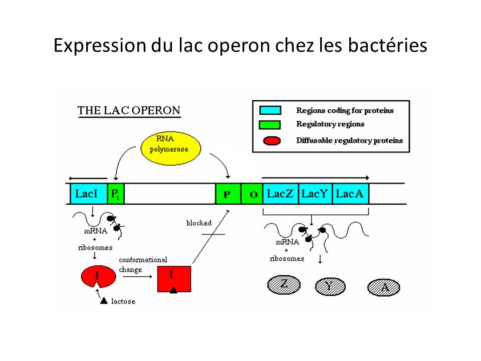 Expression du lac operon chez les bactéries