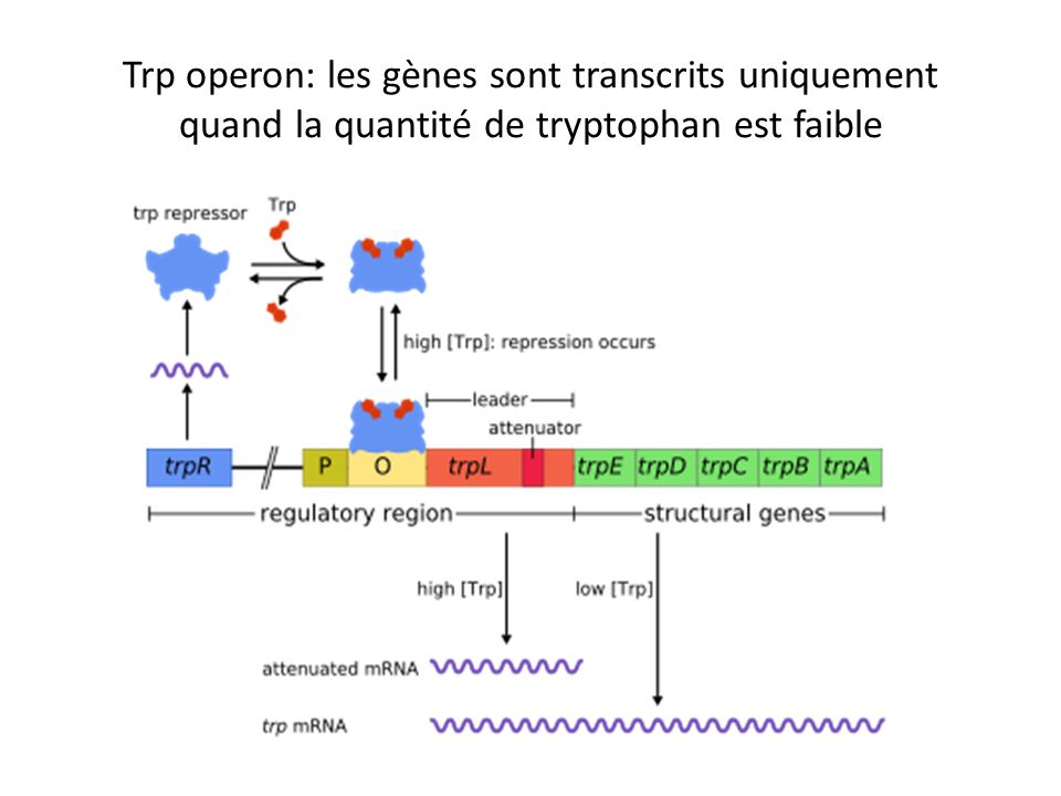 Trp operon: les gènes sont transcrits uniquement quand la quantité de tryptophan est faible