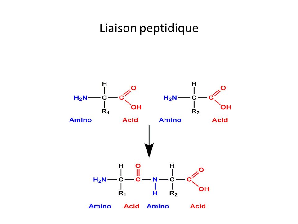 Liaison peptidique