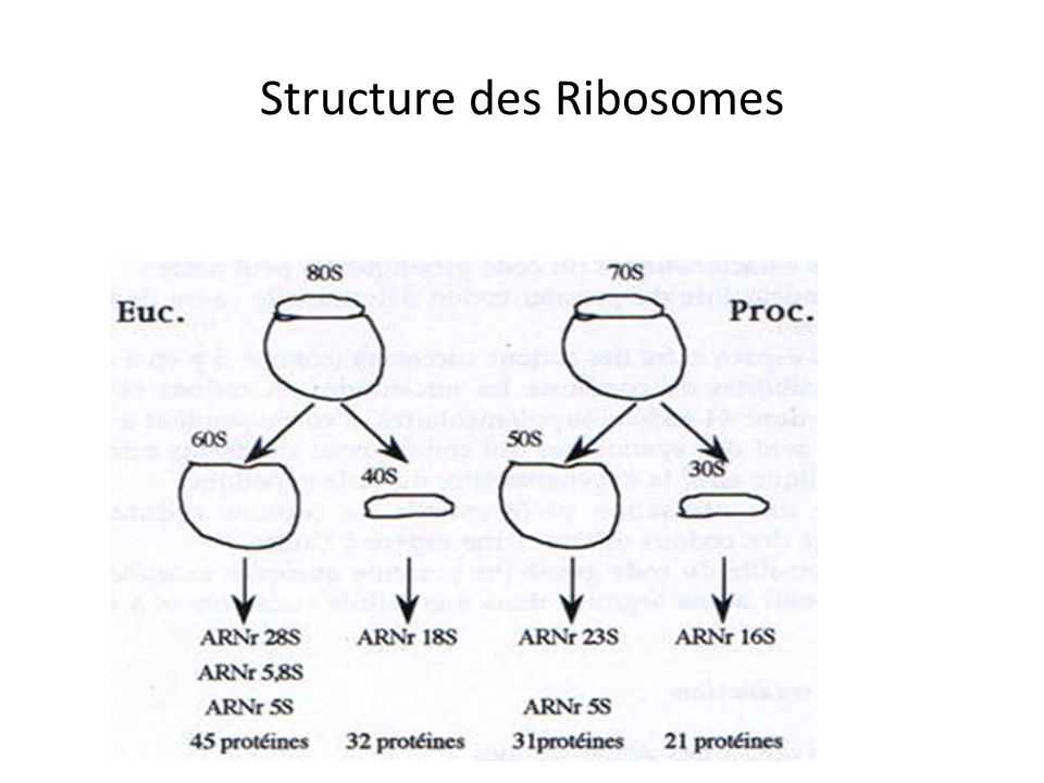Structure des Ribosomes