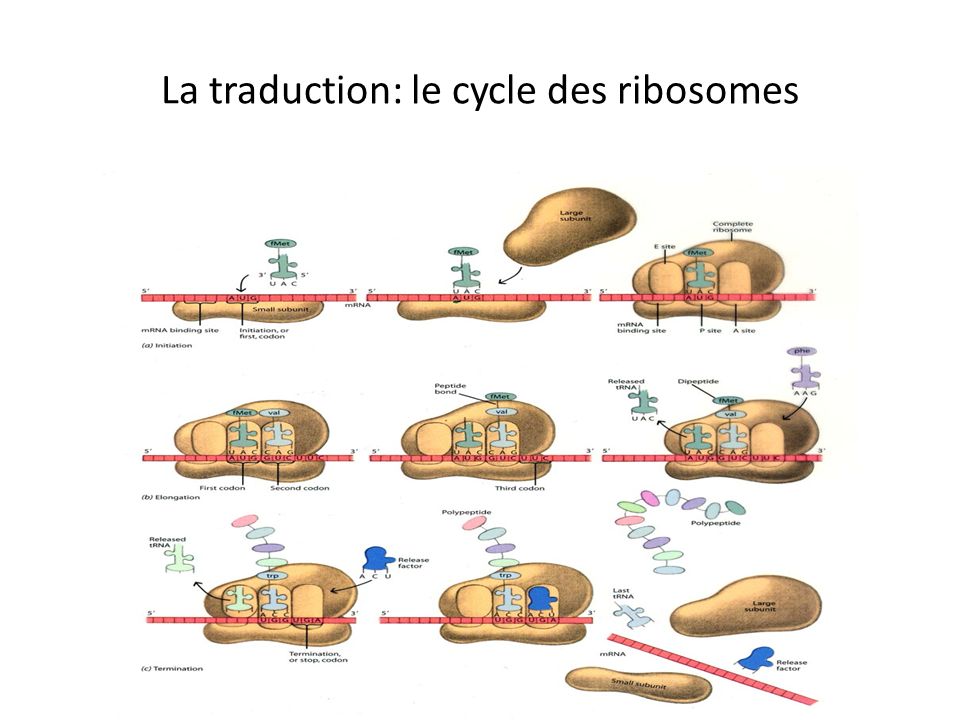 La traduction: le cycle des ribosomes