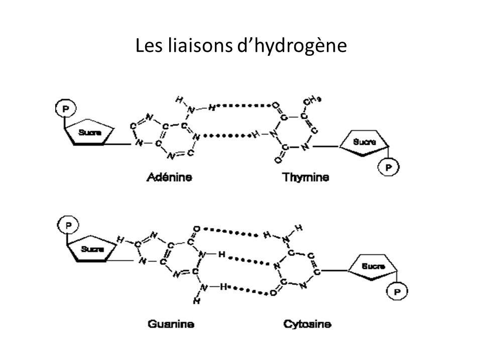 Les liaisons d’hydrogène