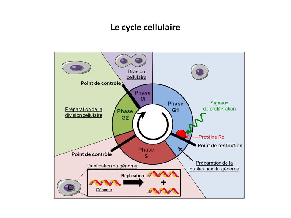 Le cycle cellulaire