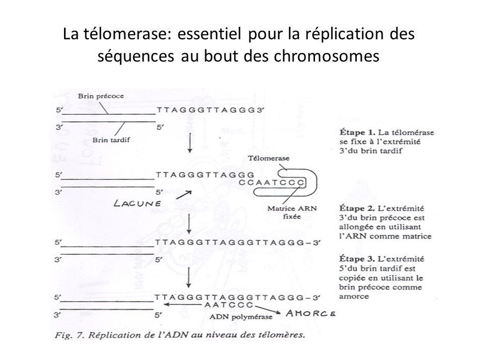 La télomerase: essentiel pour la réplication des séquences au bout des chromosomes