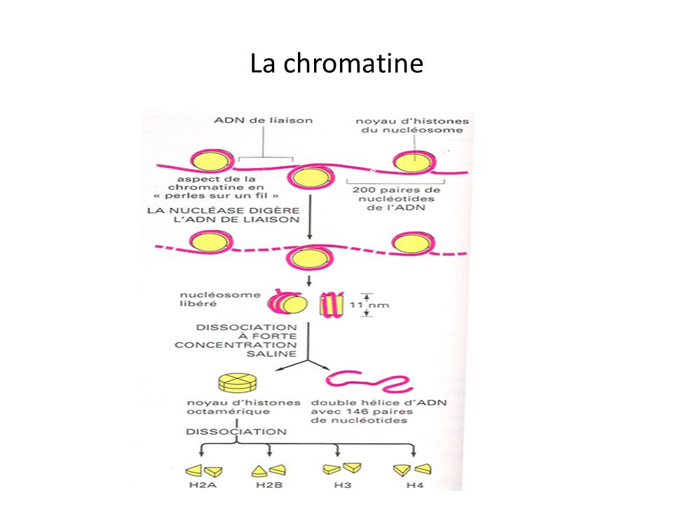 La chromatine