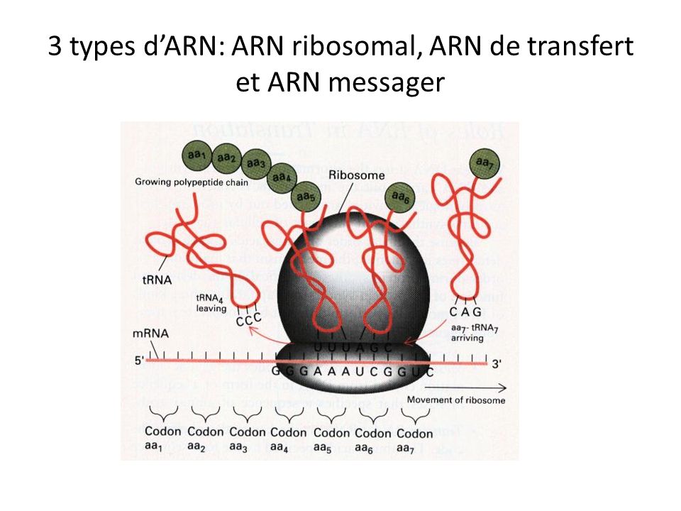 3 types d’ARN: ARN ribosomal, ARN de transfert et ARN messager