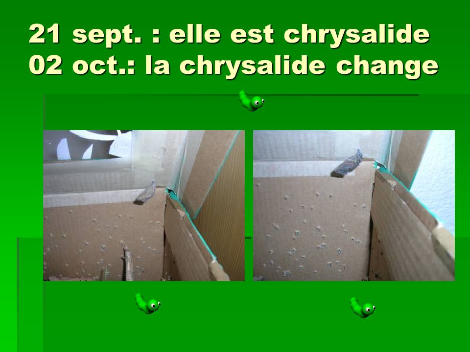21 sept. : elle est chrysalide 02 oct.: la chrysalide change