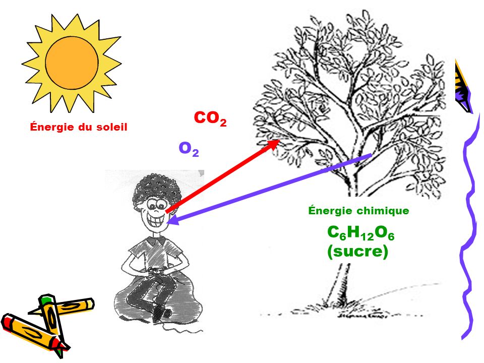 CO2 Énergie du soleil O2 Énergie chimique C6H12O6 (sucre)