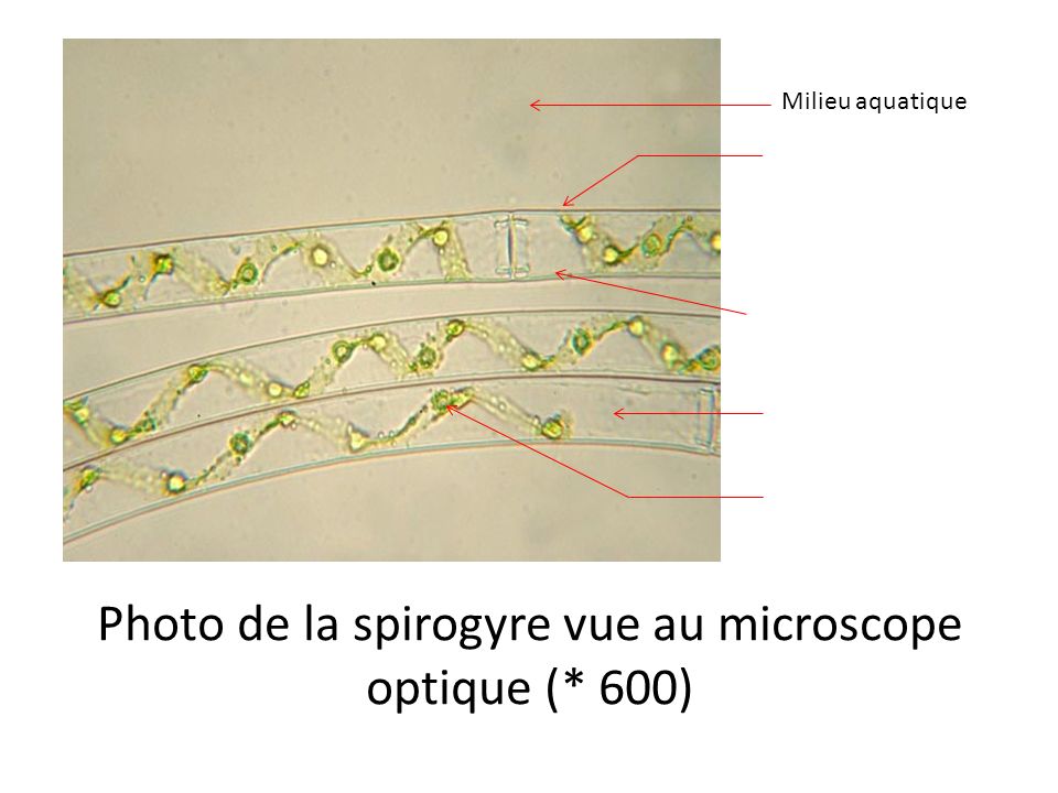 Photo de la spirogyre vue au microscope optique (* 600)
