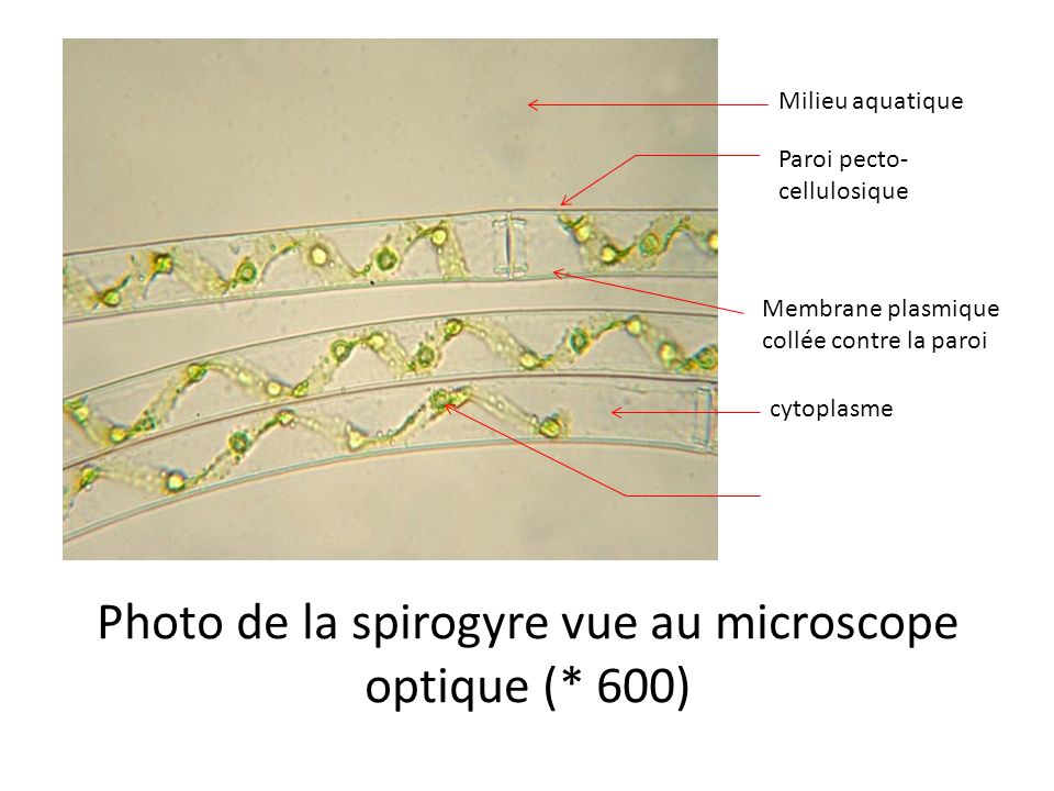 Photo de la spirogyre vue au microscope optique (* 600)
