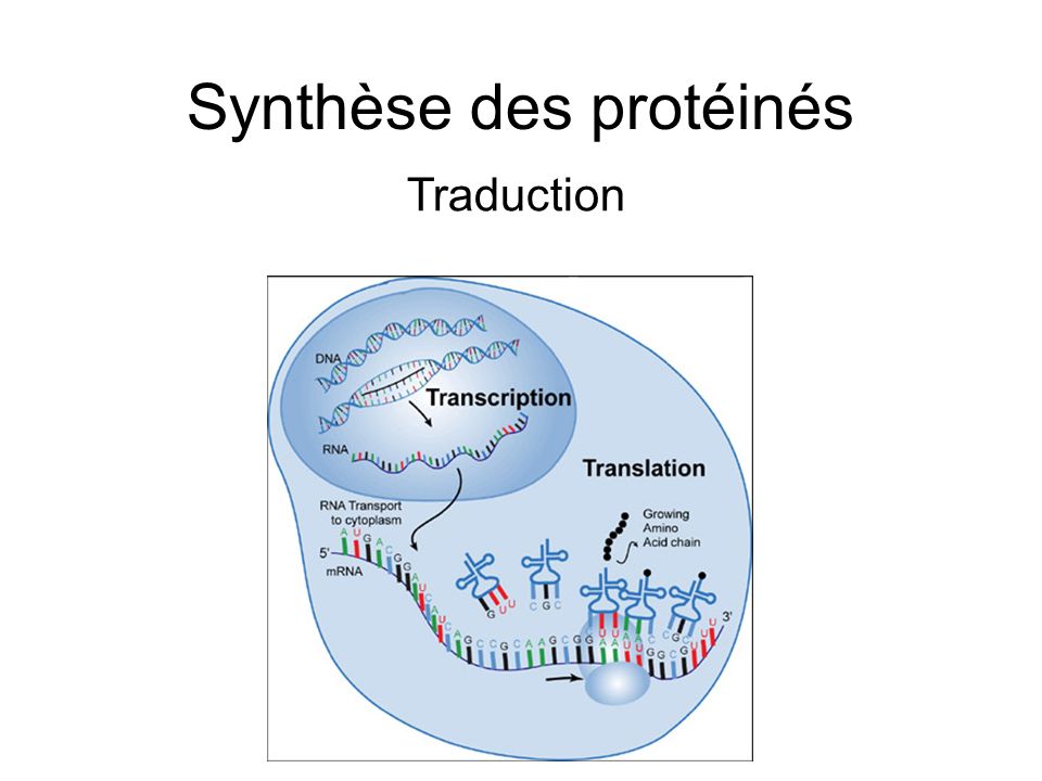 Synthèse des protéinés