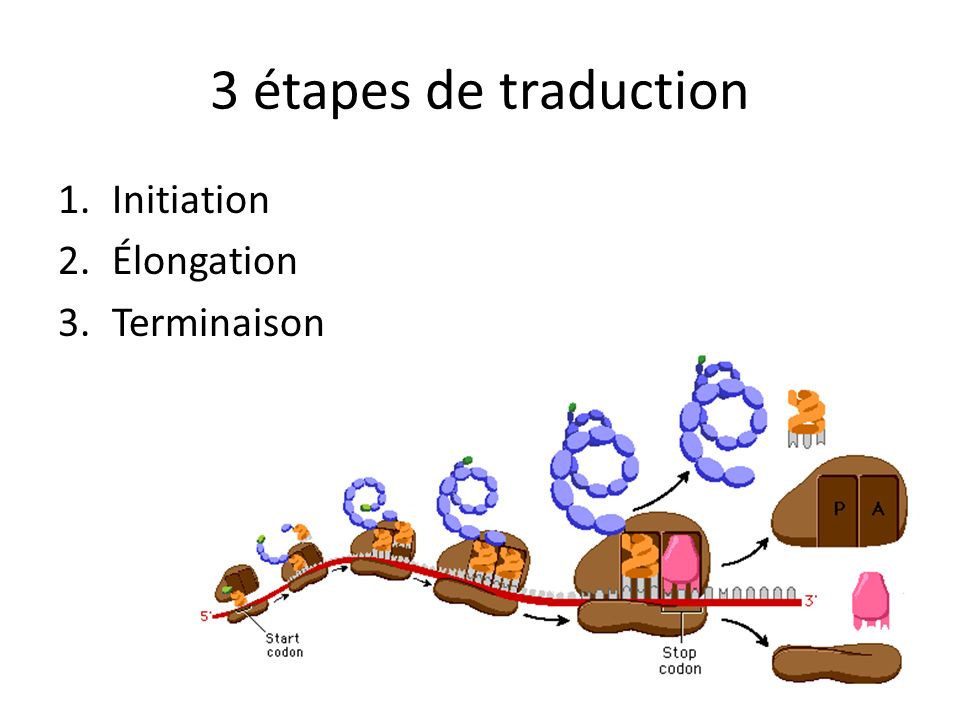 3 étapes de traduction Initiation Élongation Terminaison