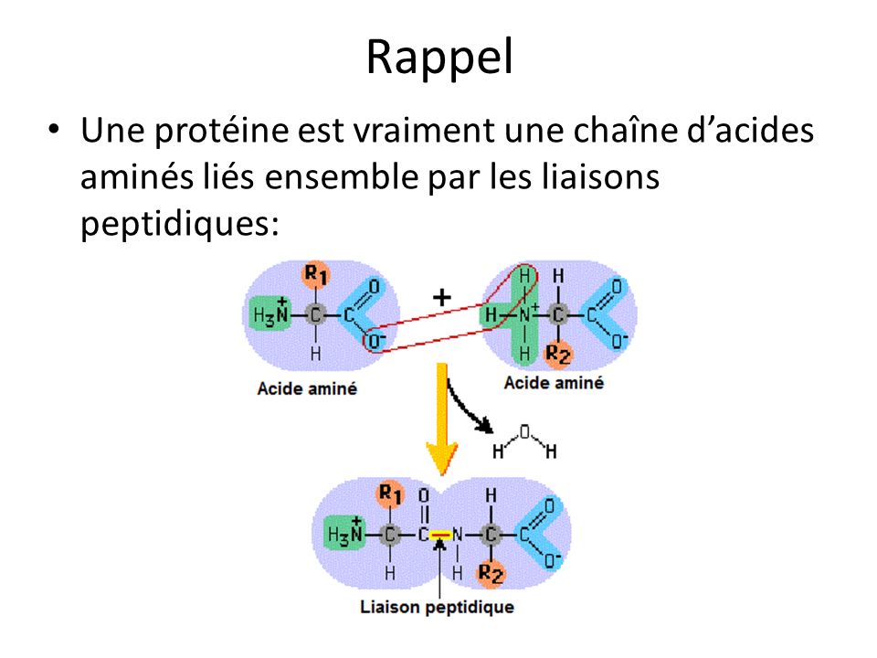 Rappel Une protéine est vraiment une chaîne d’acides aminés liés ensemble par les liaisons peptidiques:
