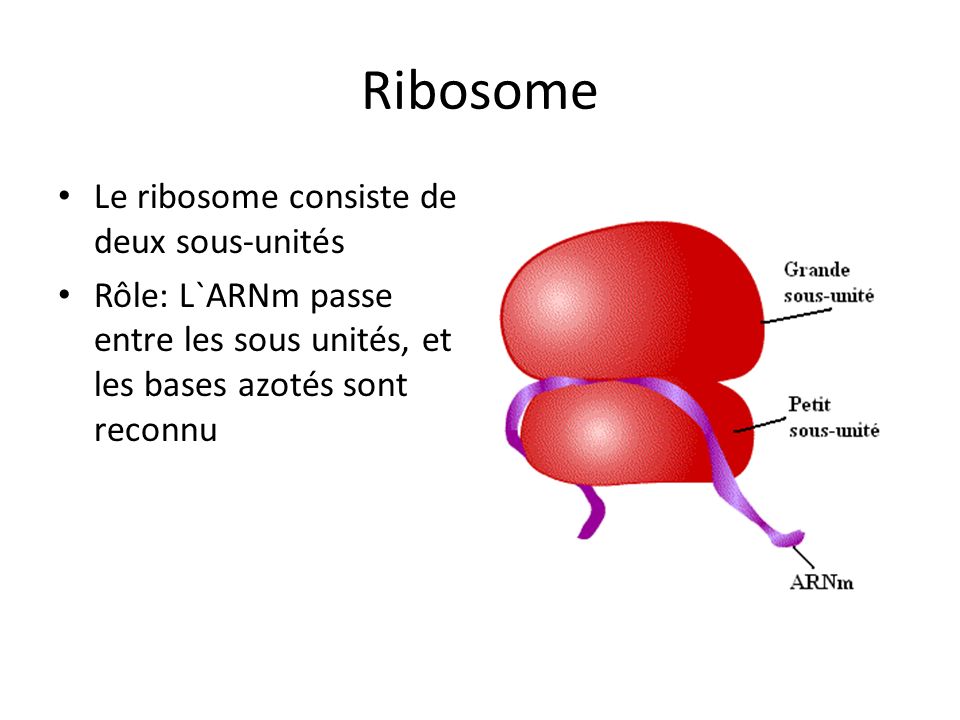Ribosome Le ribosome consiste de deux sous-unités