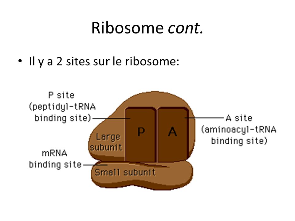 Ribosome cont. Il y a 2 sites sur le ribosome: