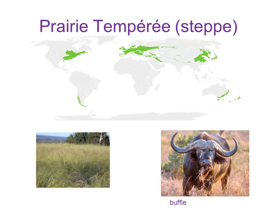 Prairie Tempérée (steppe)