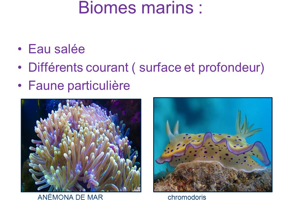 Biomes marins : Eau salée Différents courant ( surface et profondeur)